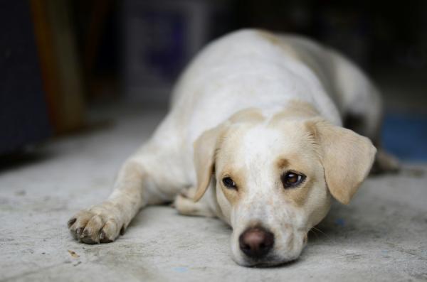 Cachorro sente quando o dono vai morrer?