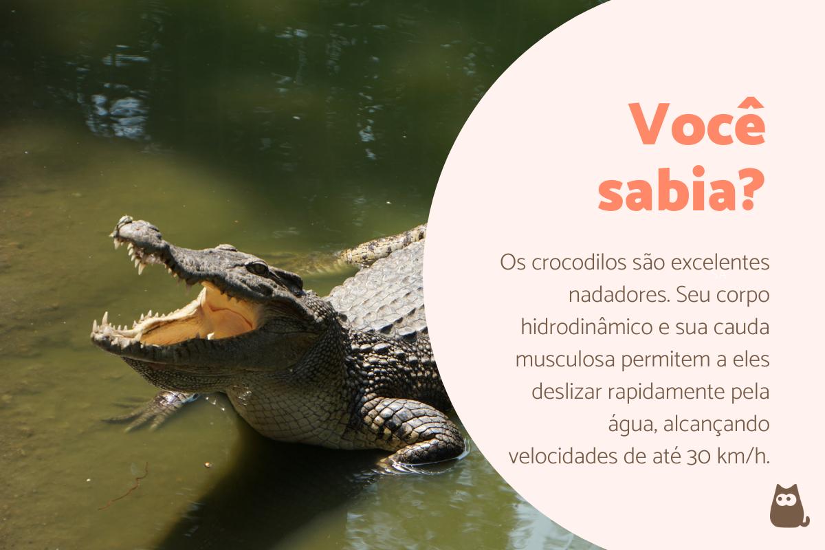 Curiosidades sobre os crocodilos