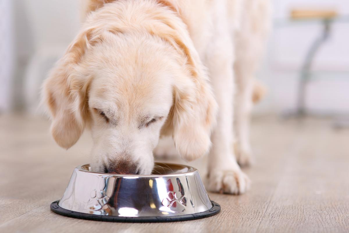 Melhor comércio online do ano de alimentos para animais de estimação