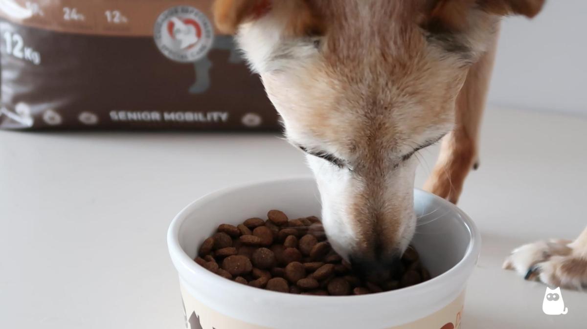 Comida ideal para cachorros idosos
