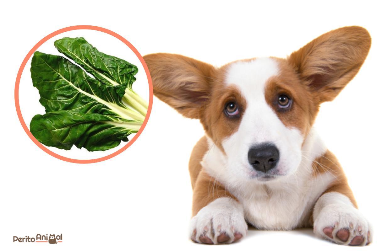 Cachorro pode comer acelga?