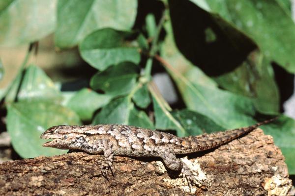 Qual predador natural da formiga? - Lagarto-de-cerca-oriental (Sceloporus undulatus)