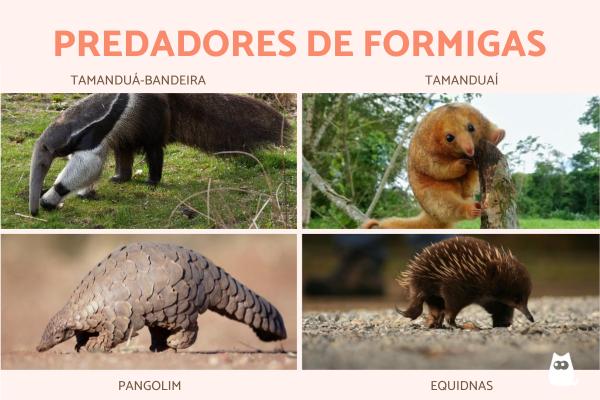 Qual predador natural da formiga?