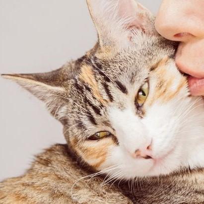 Dicas para o meu gato ser mais carinhoso