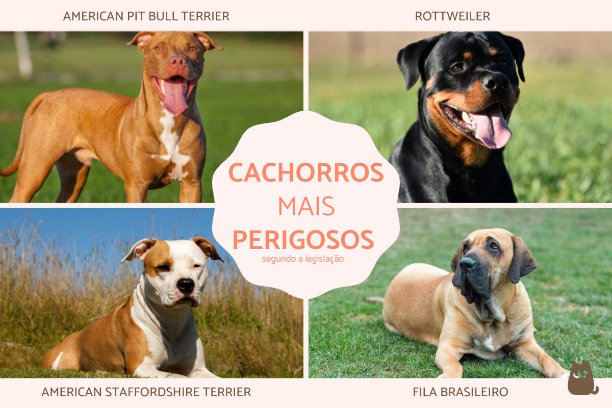 Os cães mais perigosos do mundo