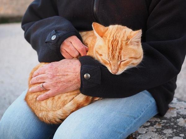 Dicas para o meu gato ser mais carinhoso - Se quer receber carinho, também o deve dar