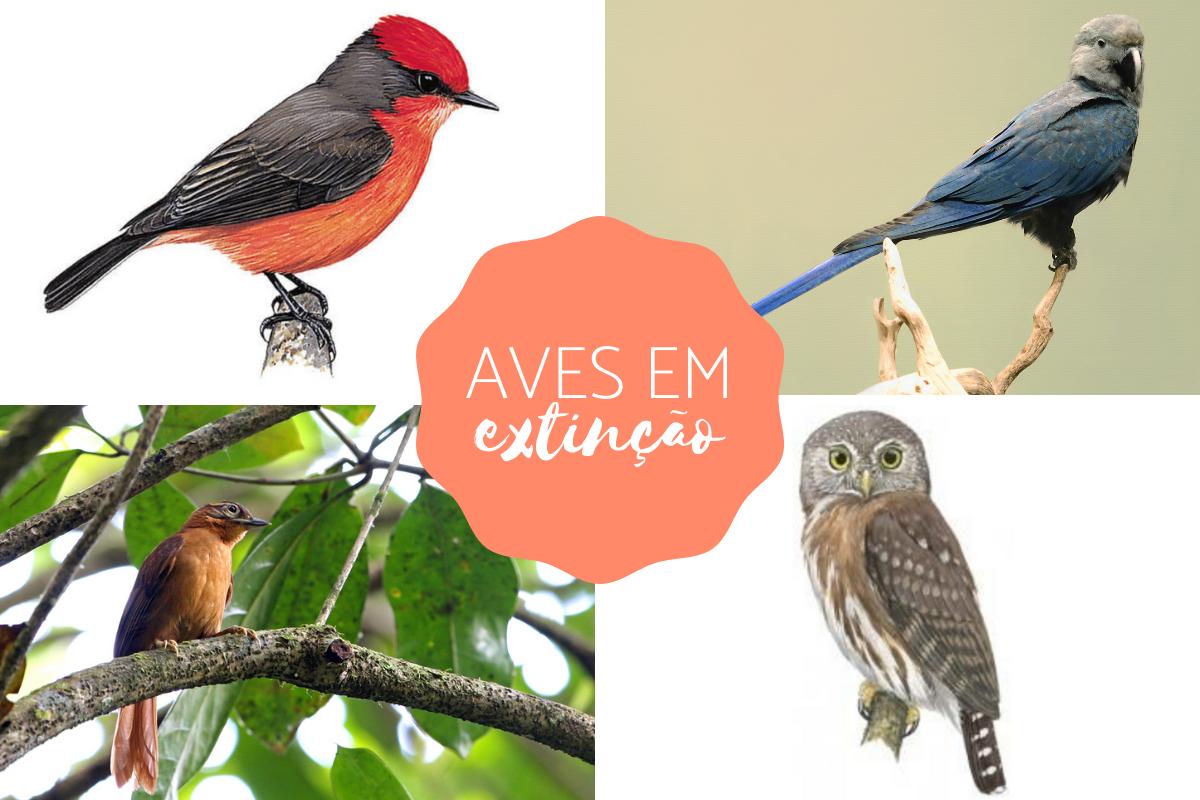 Aves em extinção: espécies, características e imagens