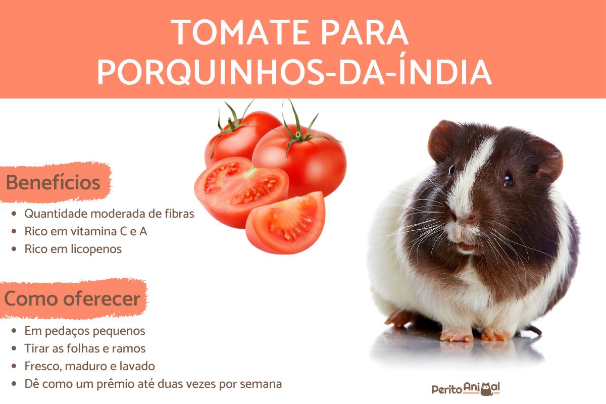 Porquinho-da-índia pode comer tomate?