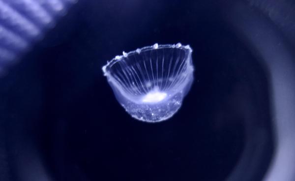 Águas-vivas bioluminescentes: tipos com fotos - Aequorea macrodactyla