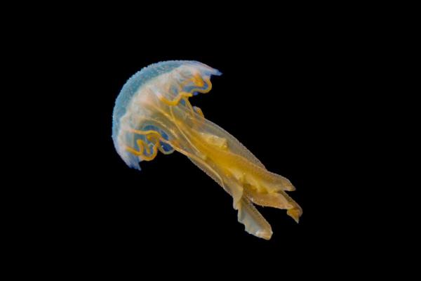 Águas-vivas bioluminescentes: tipos com fotos - Água-viva-luminosa (Pelagia noctiluca)