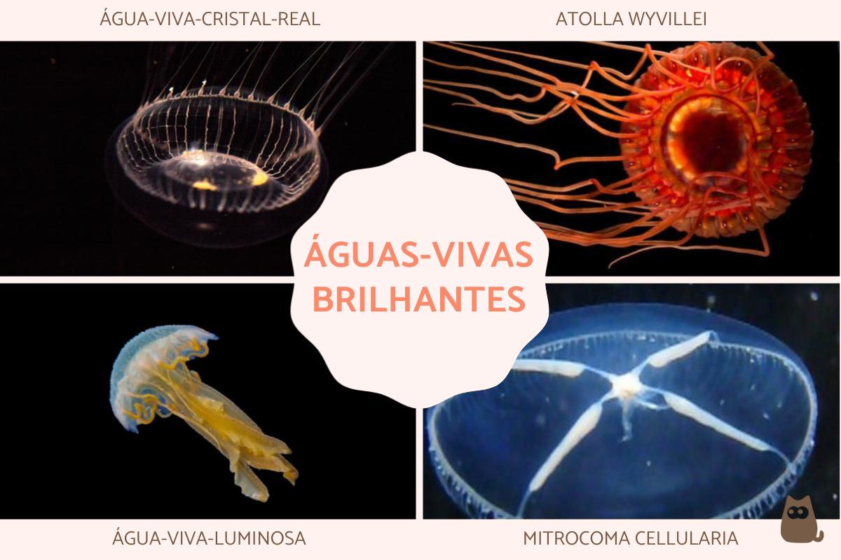 Águas-vivas bioluminescentes: tipos com fotos
