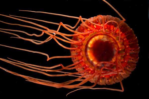 Águas-vivas bioluminescentes: tipos com fotos - Atolla wyvillei