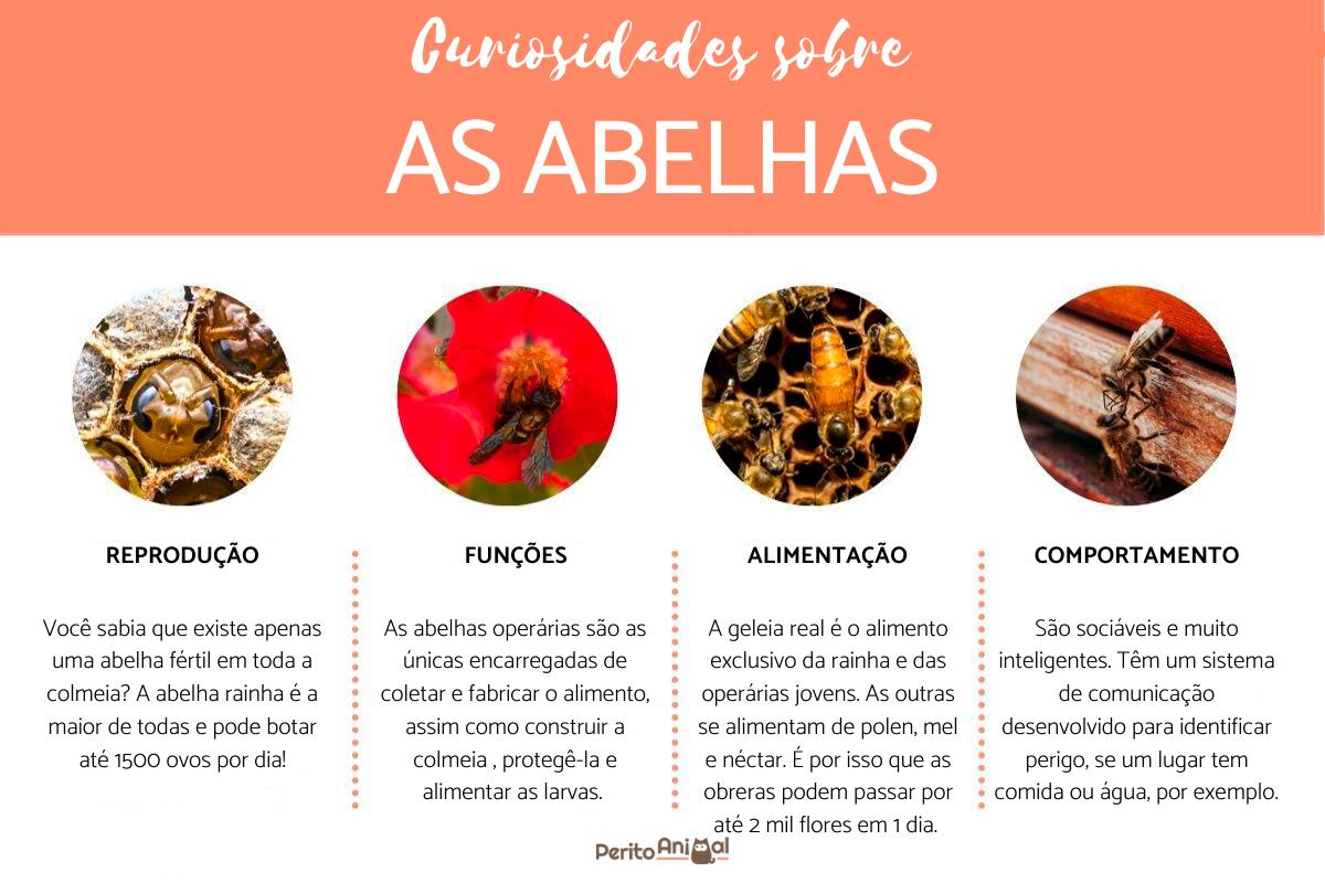 Curiosidades sobre as abelhas