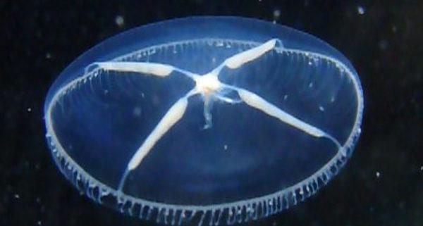 Águas-vivas bioluminescentes: tipos com fotos - Mitrocoma cellularia