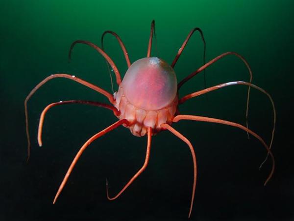 Águas-vivas bioluminescentes: tipos com fotos - Periphylla periphylla