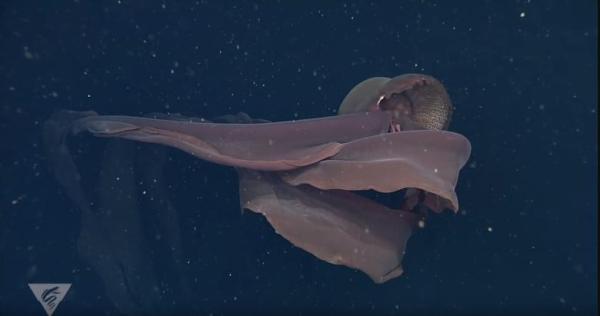 Águas-vivas bioluminescentes: tipos com fotos - Stygiomedusa gigantea