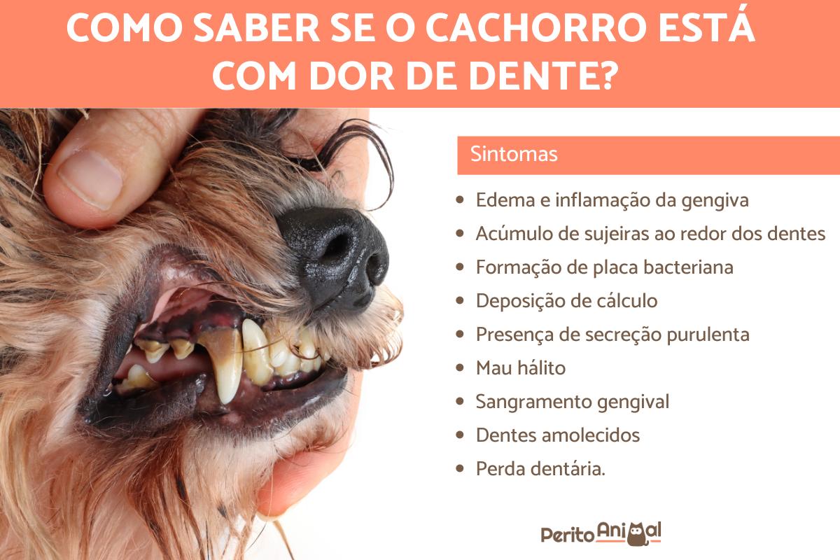 Cachorro com dor de dente - Como identificar e tratar?