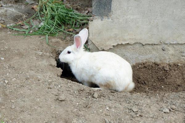 Onde vivem os coelhos? - Adaptações de coelhos a diferentes ambientes