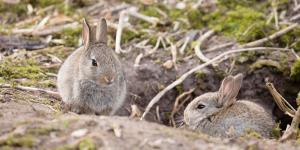 Onde vivem os coelhos?