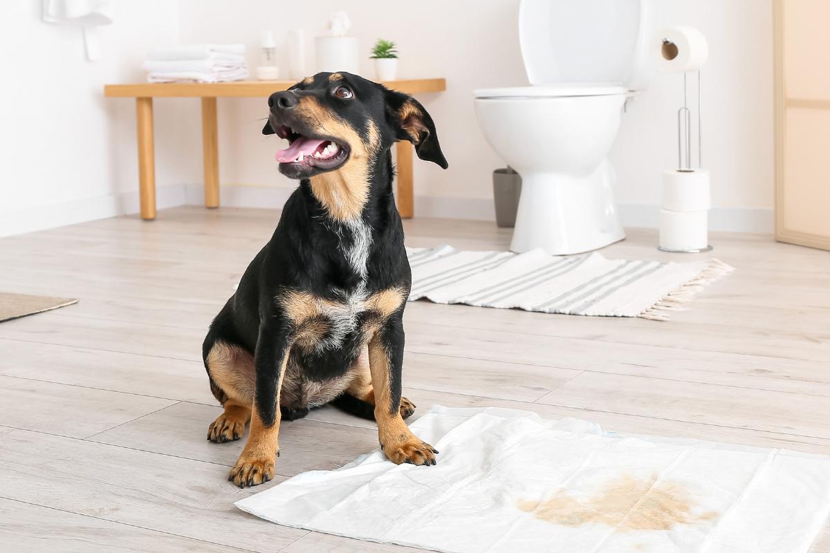 Urina de cachorro muito amarela: é normal?