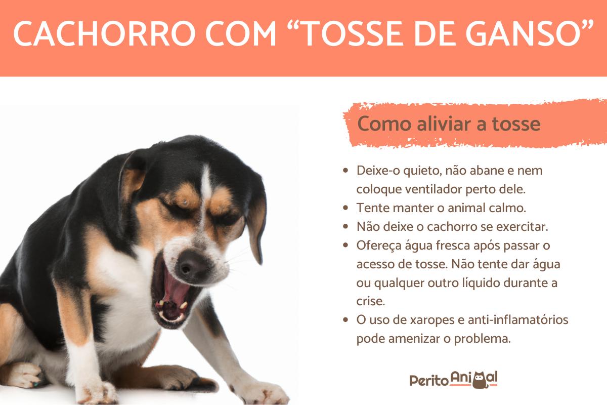 Cachorro com tosse de ganso - Causas e como tratar