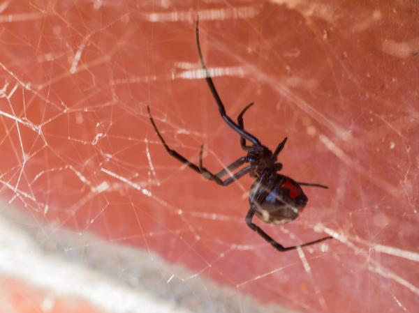 Picada de aranha em gatos - Sintomas e o que fazer - As aranhas são perigosas para os gatos?