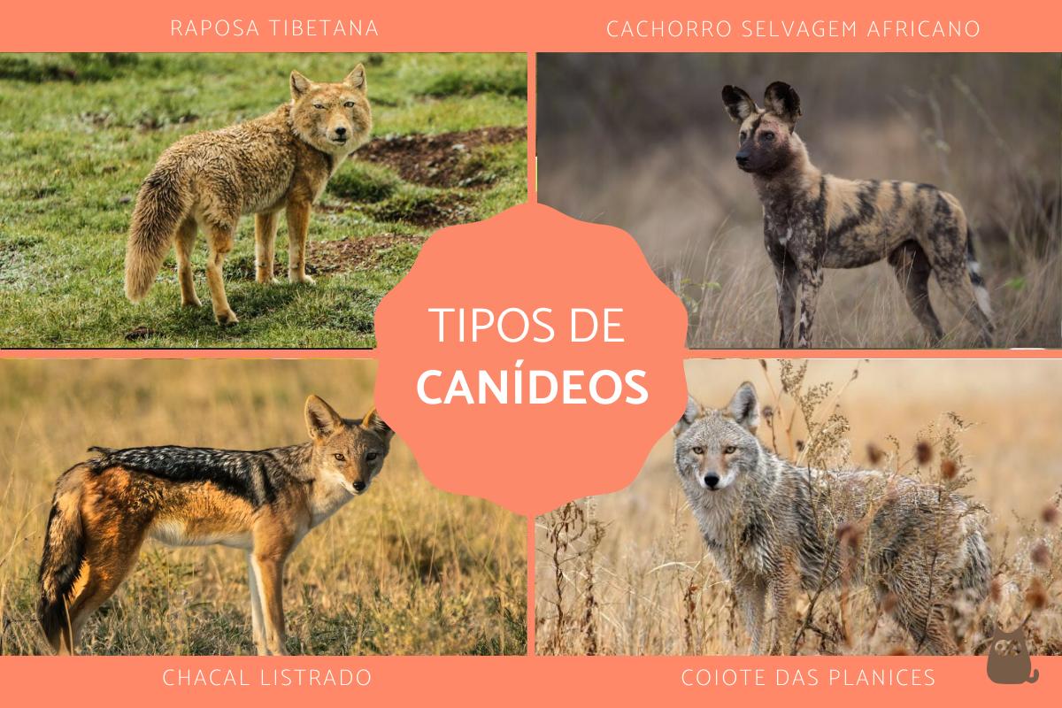 Canídeos – Tipos, características, dieta, habitat e reprodução