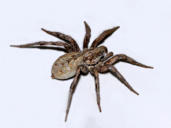 Picada de aranha em gatos - Sintomas e o que fazer - O que fazer se o meu gato for picado por uma aranha?