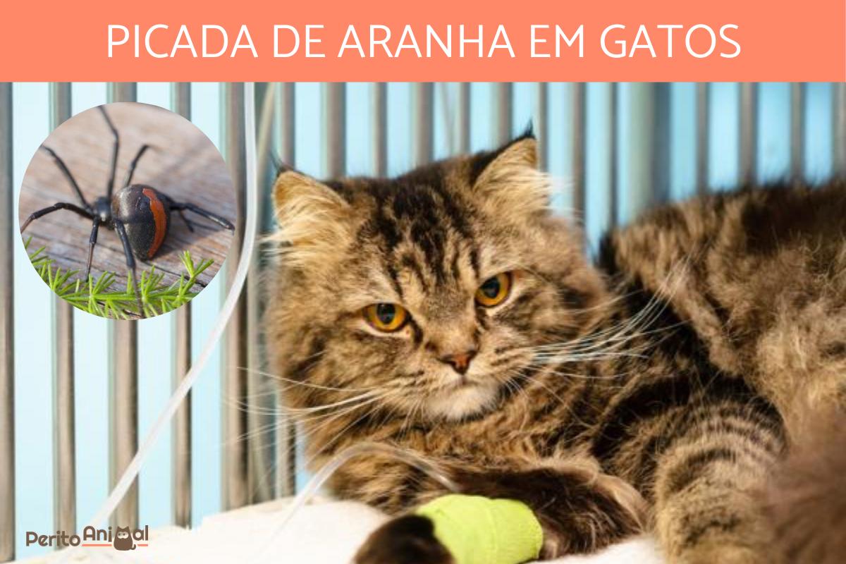 Picada de aranha em gatos - Sintomas e o que fazer