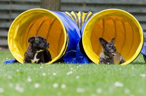 Exercício para cachorros adultos - Agility
