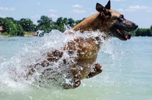 Exercício para cachorros adultos - Natação e hidroterapia
