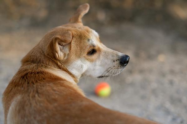 Exercício para cachorros adultos - Opções mais relaxadas