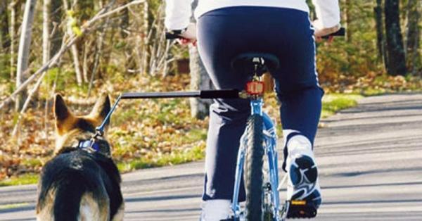 Exercício para cachorros adultos - Passear de bicicleta com o cachorro