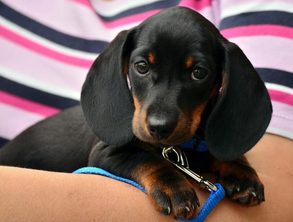 Nomes de raças de cachorro -