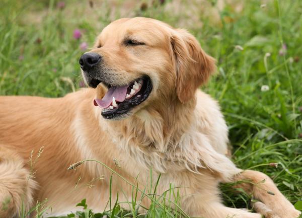 Nomes de raças de cachorro -