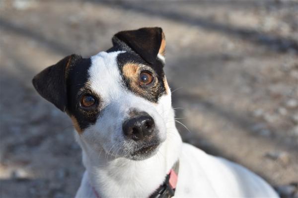 Nomes de raças de cachorro -