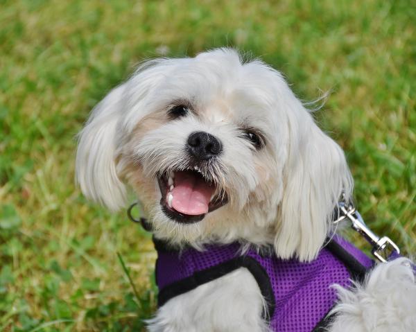 Nomes de raças de cachorro -