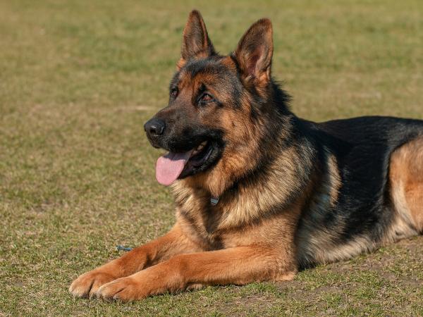 Nomes de raças de cachorro -