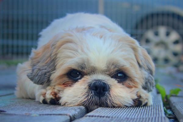 Nomes de raças de cachorro -