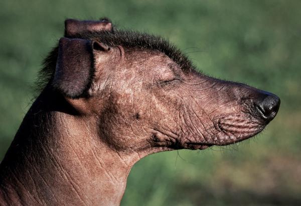 Nomes de raças de cachorro -