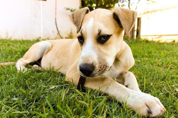 Nomes de raças de cachorro - Nomes de raças de cachorro de A a Z