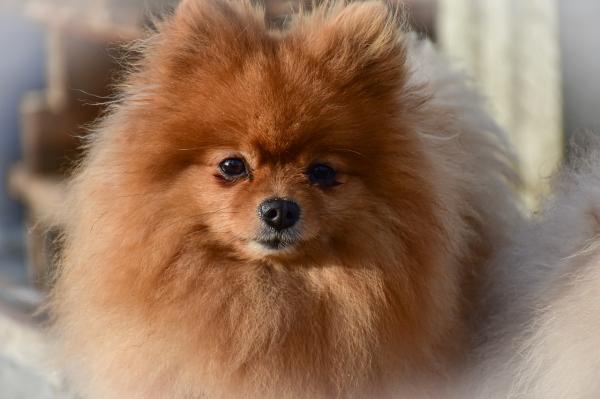 Nomes de raças de cachorro - Nomes de raças de cachorros pequenos