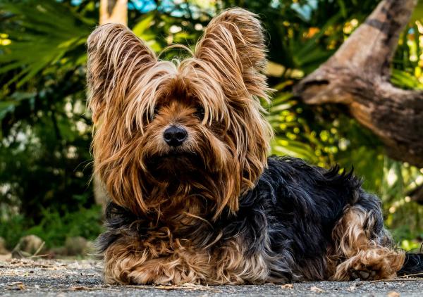 Nomes de raças de cachorro - Quantas raças de cachorro existem no mundo?