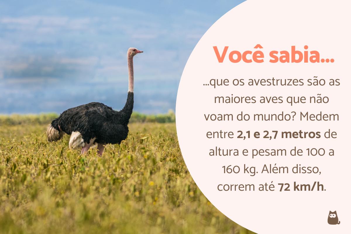 Curiosidades do avestruz