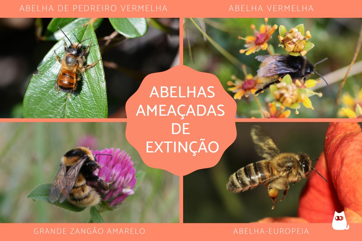 Abelhas ameaçadas de extinção