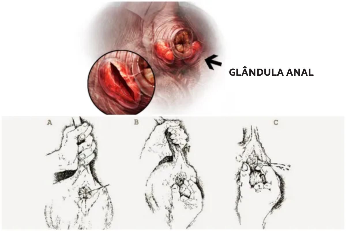 Glândulas anais do cachorro - Tudo o que precisa saber