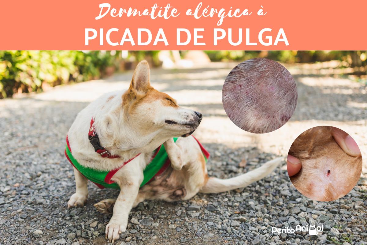 Dermatite alérgica à picada de pulga em cães e gatos