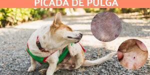 Dermatite alérgica à picada de pulga em cães e gatos