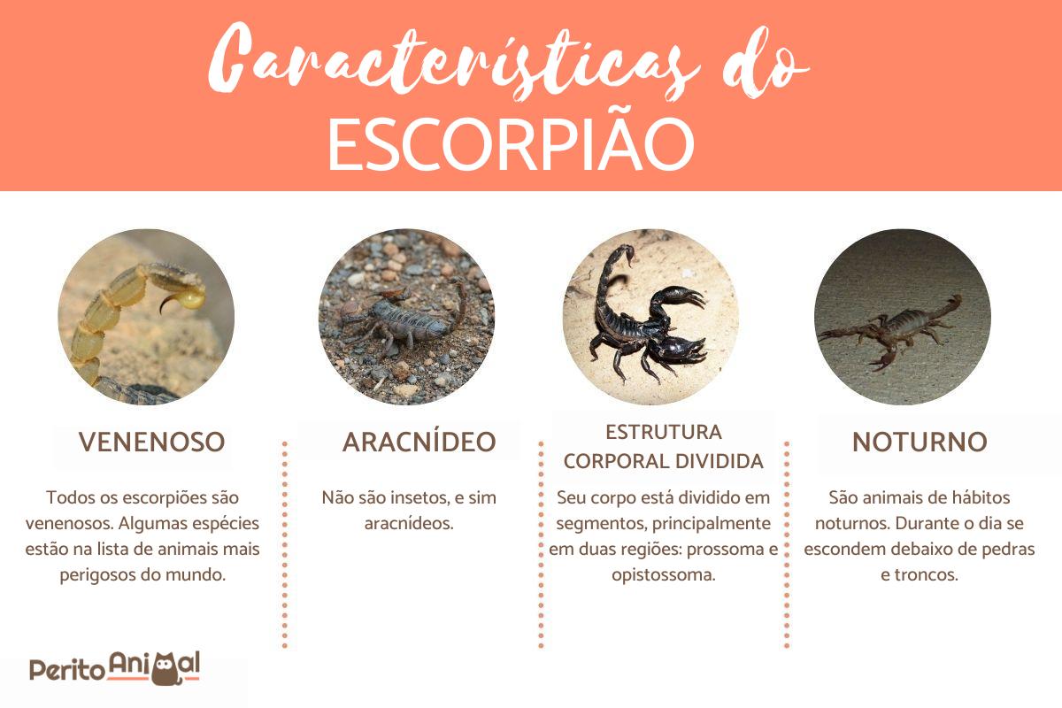 Características do escorpião