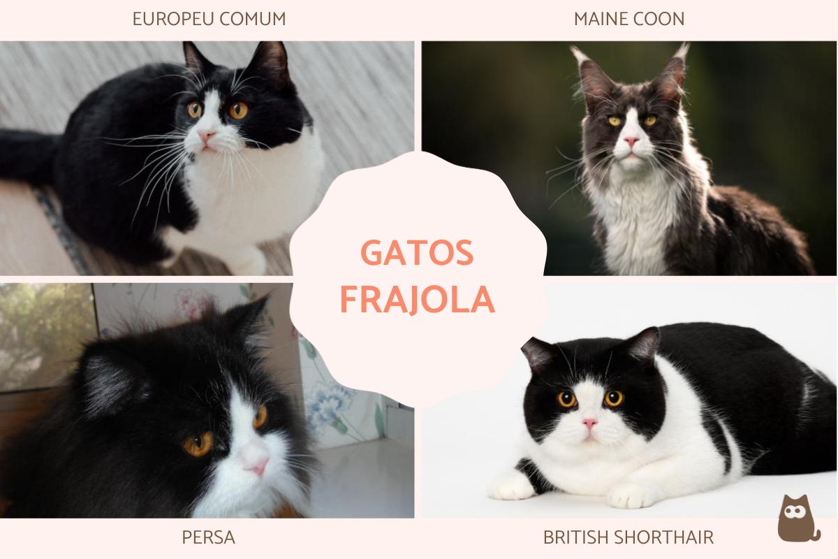 Gatos frajola: características, raças e personalidade